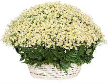 Цветочная композиция из Ромашки в корзине #REPLACE_PRED# Бережки